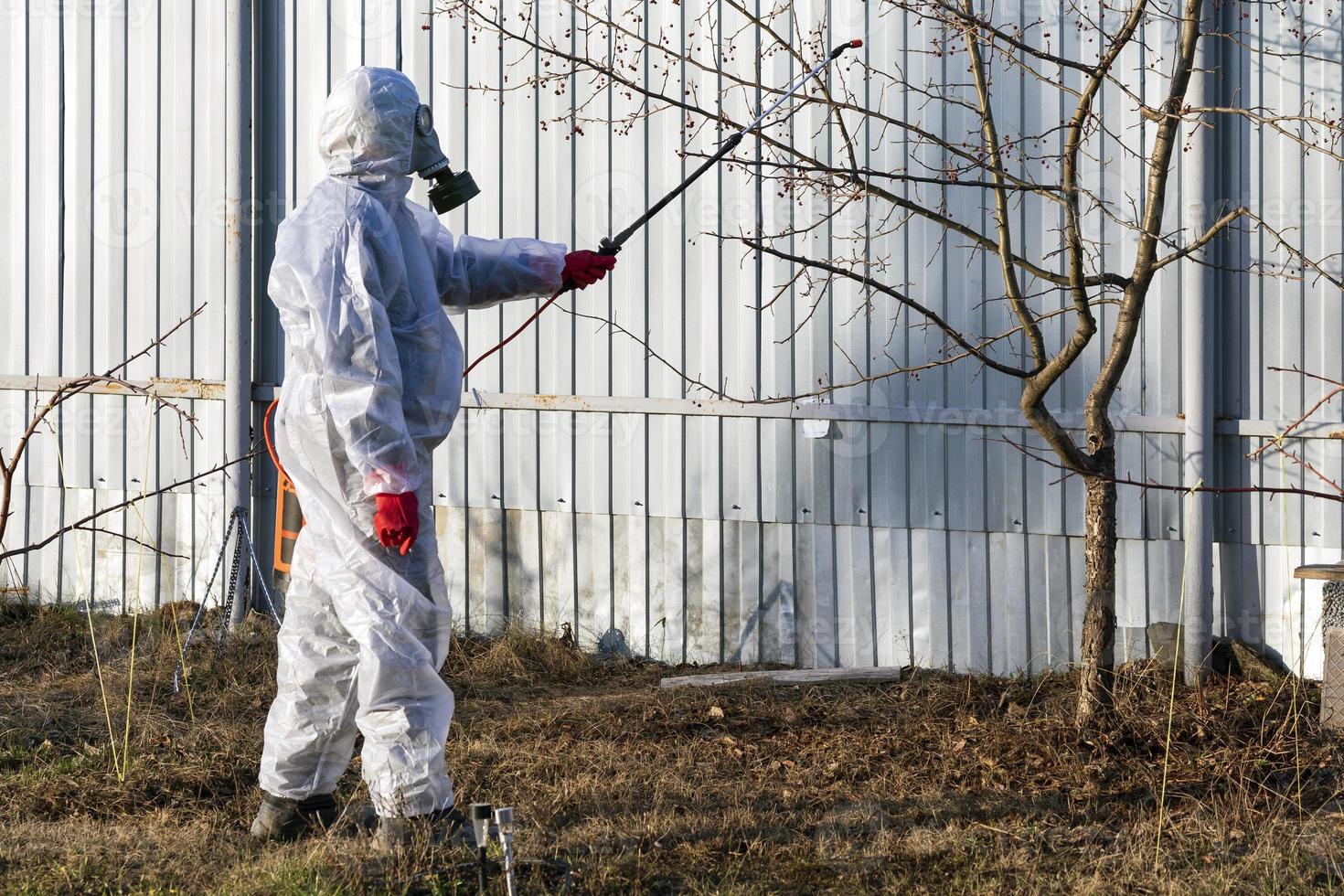 Gardener sprinkling insecticide on an apple tree photo