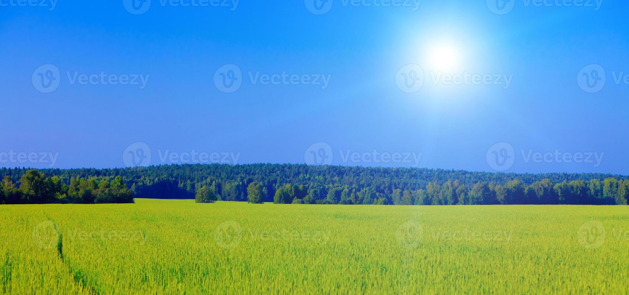 Meadow with green grass and trees under blue sky photo