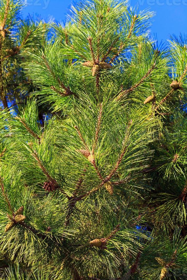 Branches of the fir-tree photo