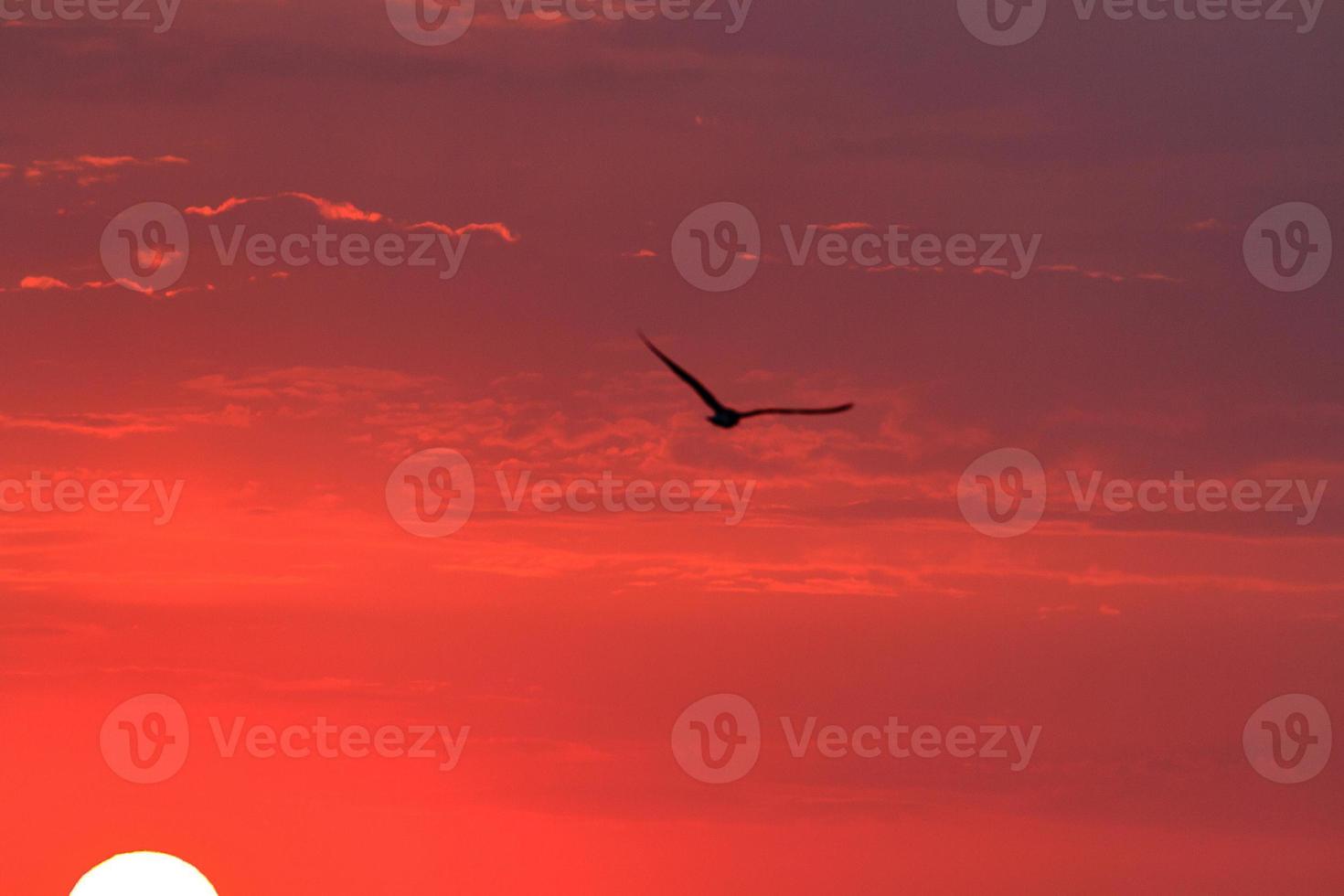 Sunset and a bird photo