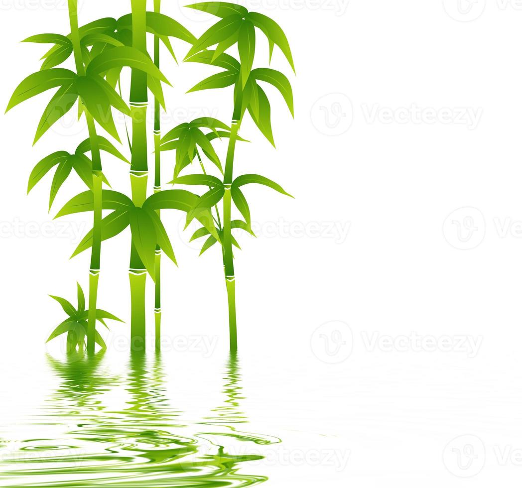 Green bamboo on white background photo