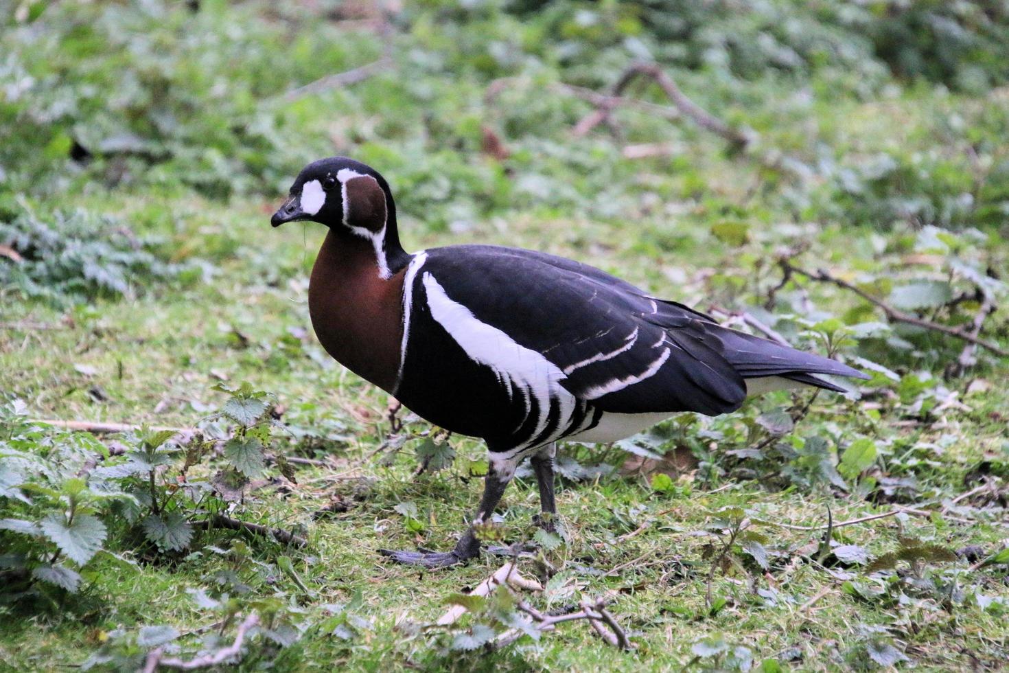 A view of a Goose photo