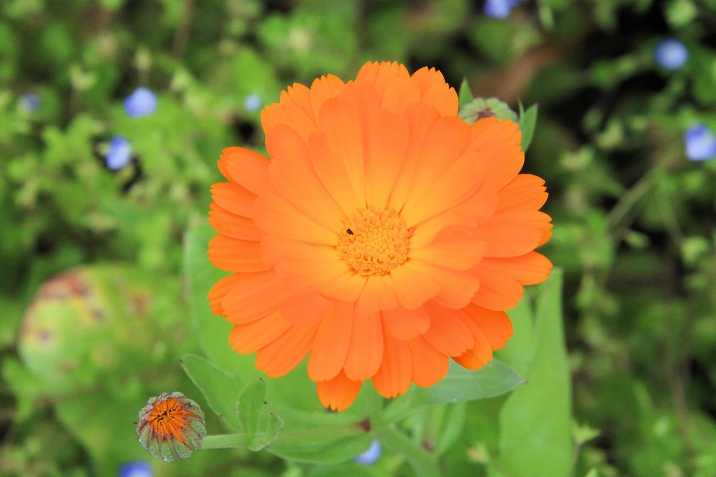 A view of some flowers in a Garden photo