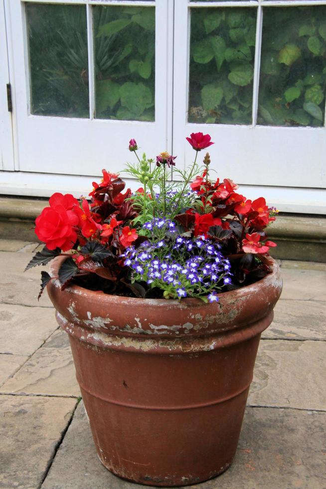 A view of some flowers in a Garden photo