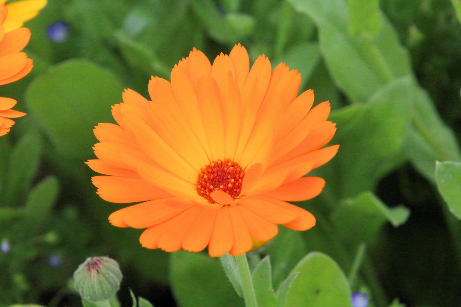 A view of some flowers in a Garden photo