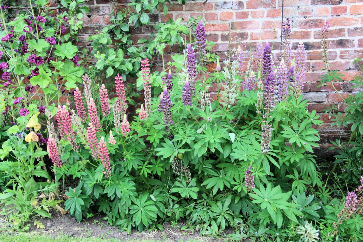 A view of some flowers in a Garden photo