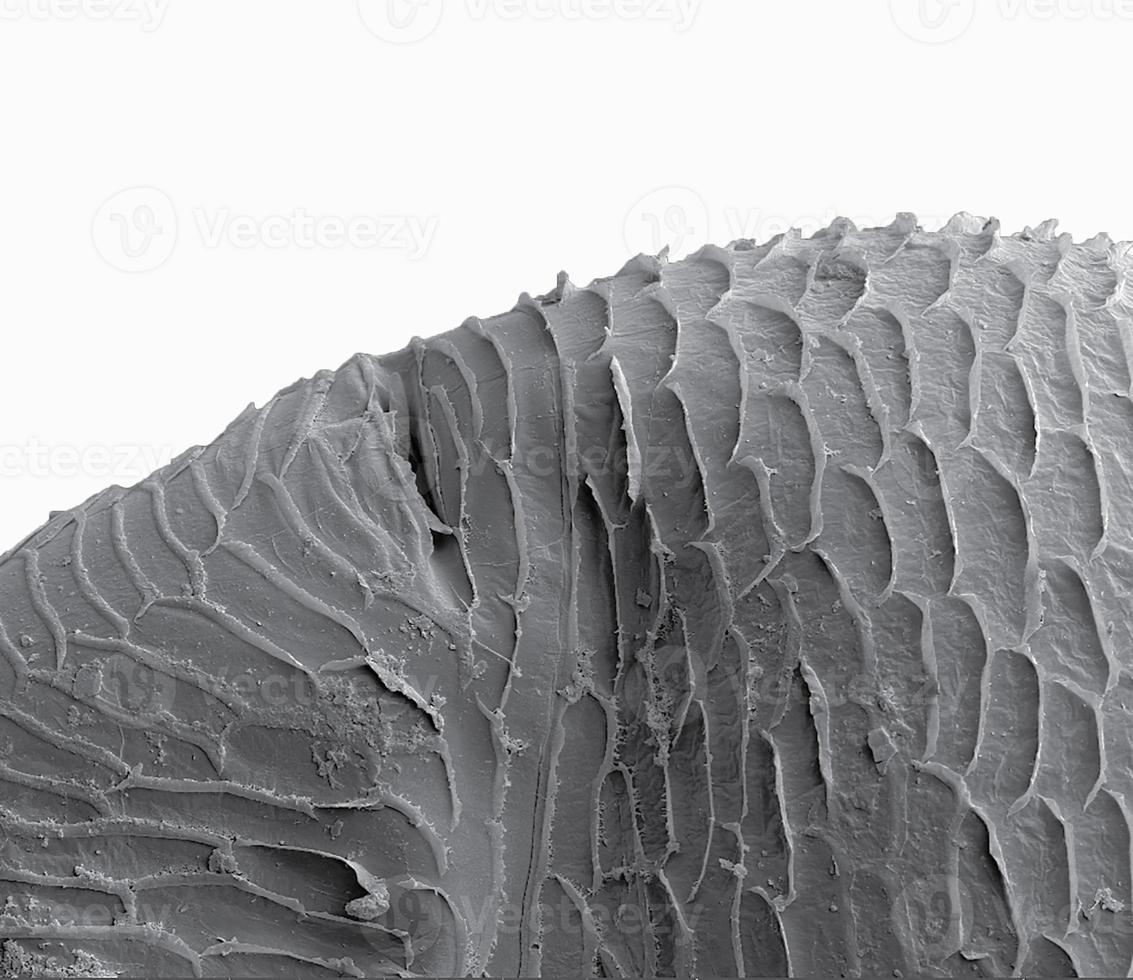 The dorsal part of the scanning electron microscope of water flea, white background photo