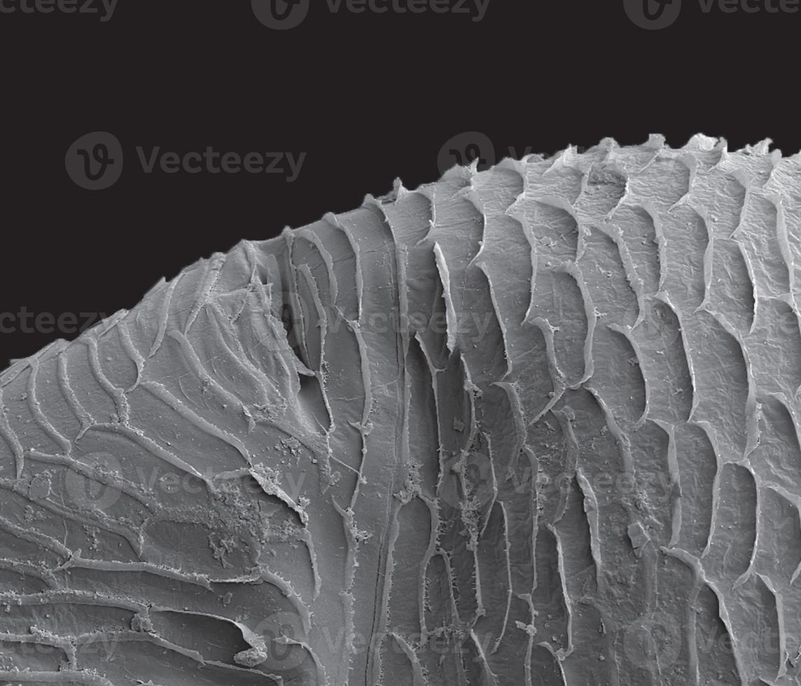 The dorsal part of the scanning electron microscope of water flea, Black background. photo