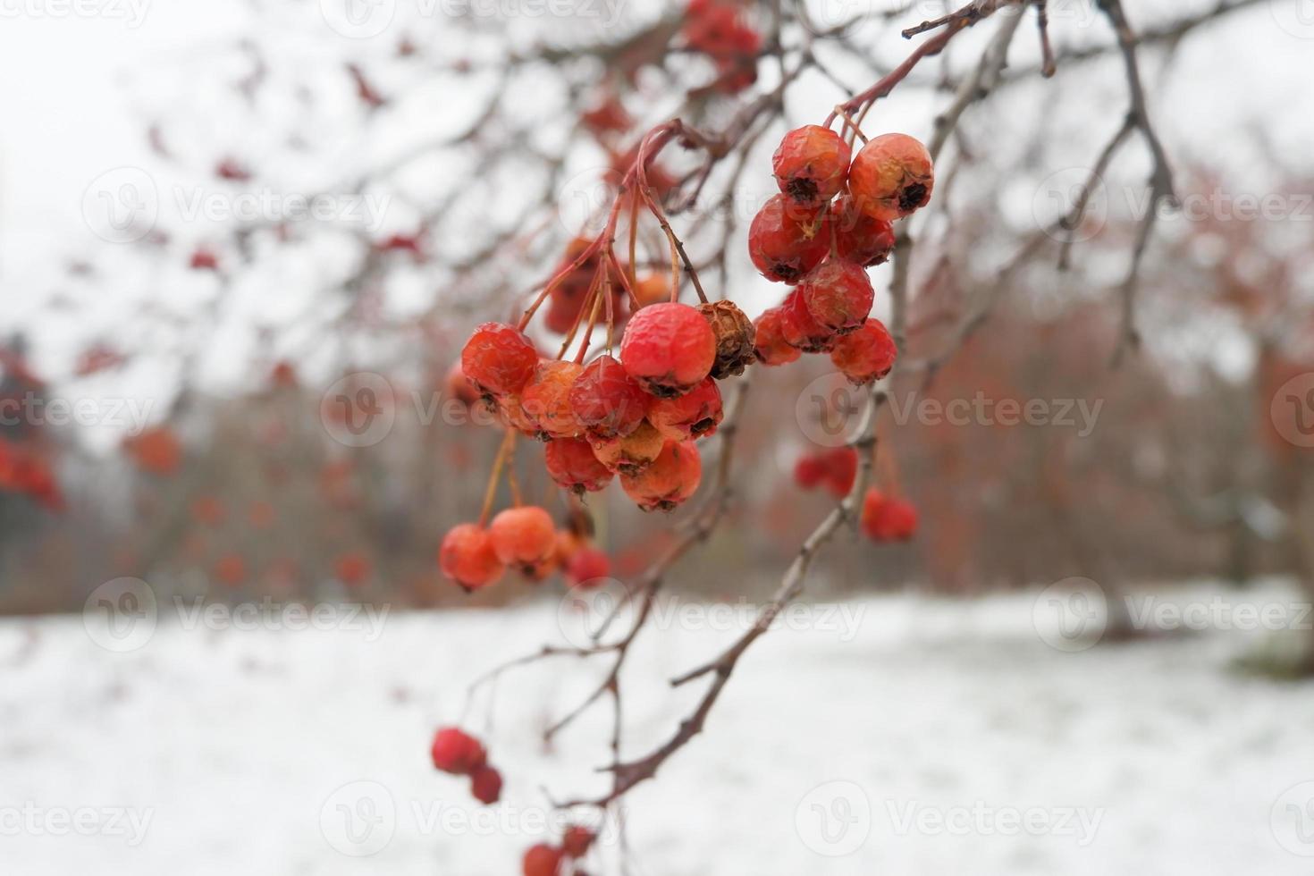 Dried fruits in the winter season in Moscow photo