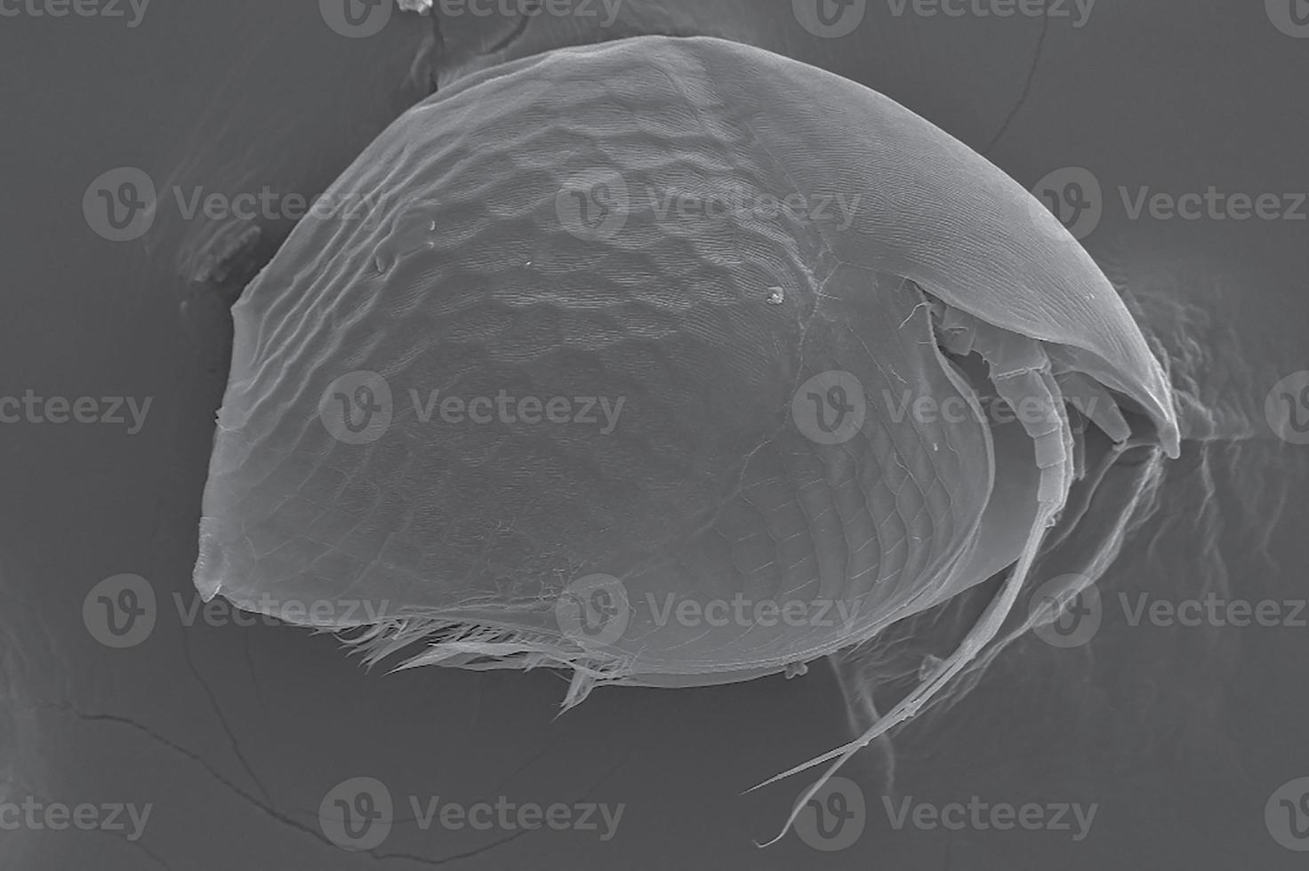 SEM photo of water flea, Cladocera.