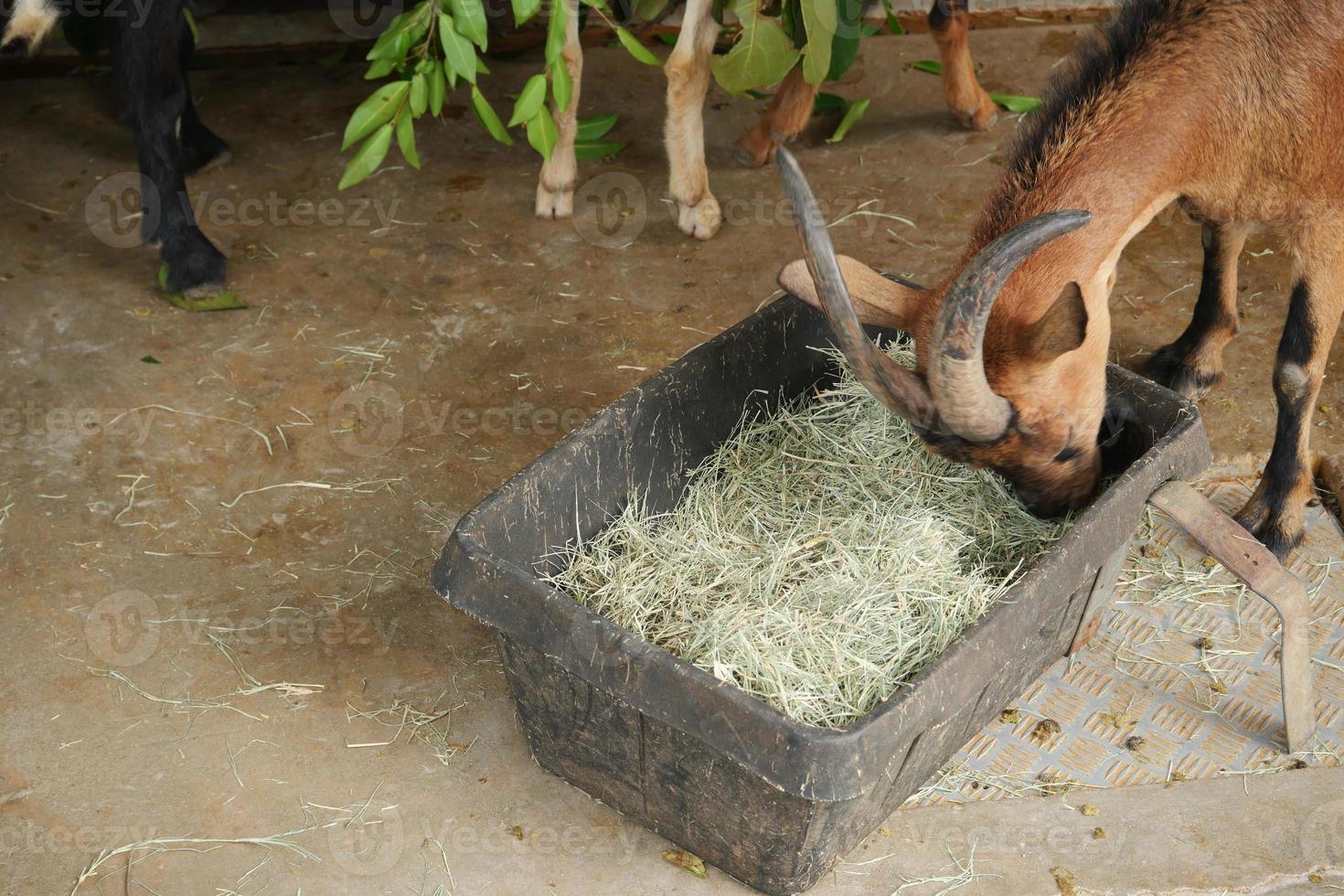 goat in the farm land eating food photo
