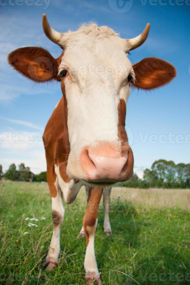 una vaca divertida con una cabeza grande foto