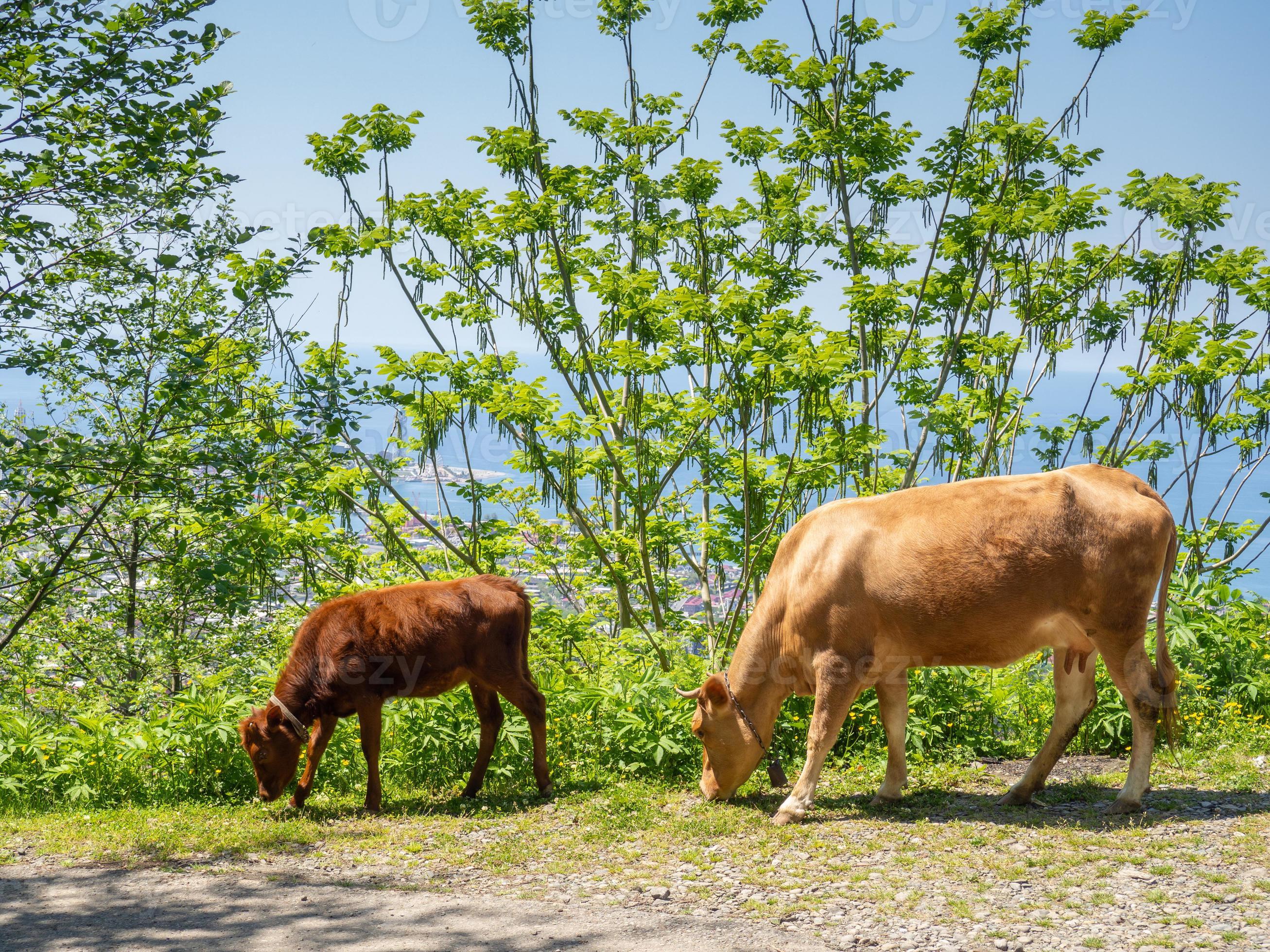 Cow with calf. Brown cows. The animals are grazing. Animals eat grass. 16555426 Stock Photo at Vecteezy Cow with calf. Brown cows. The animals are grazing. Animals eat grass. 16555426 Stock Photo at Vecteezy