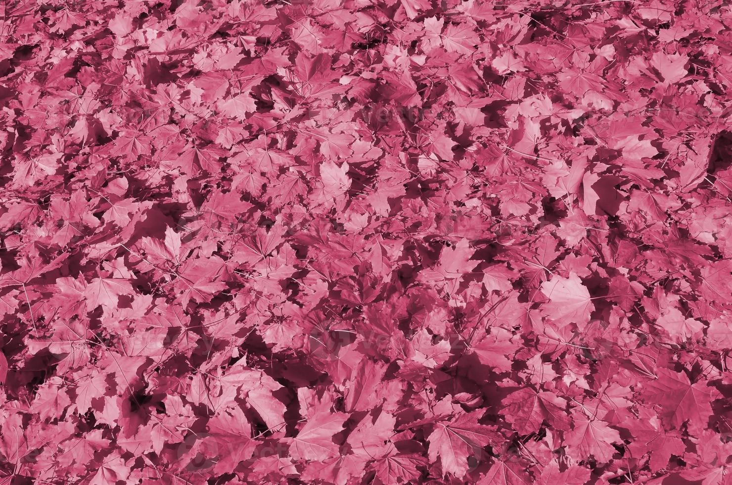 Colorful backround image of fallen autumn leaves perfect for seasonal use Image toned in Viva Magenta, color of the year photo