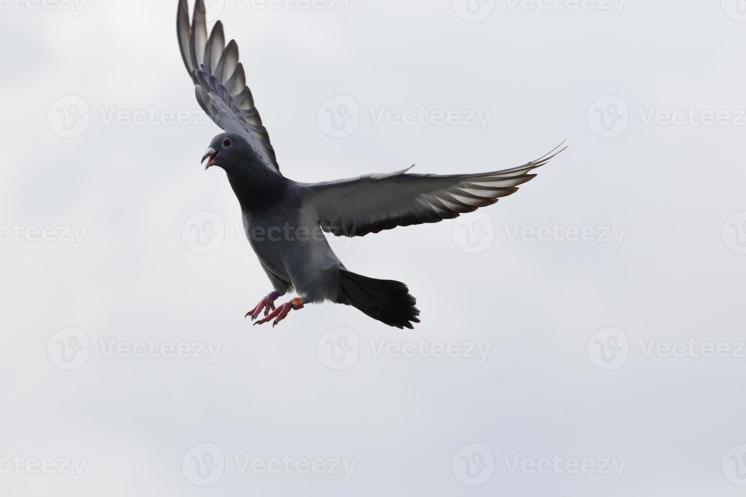 homing pigeon approach for landing to home loft photo