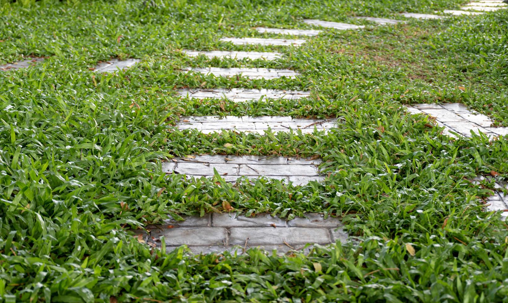 The walkway covered with bricks for walking through the lawn. photo