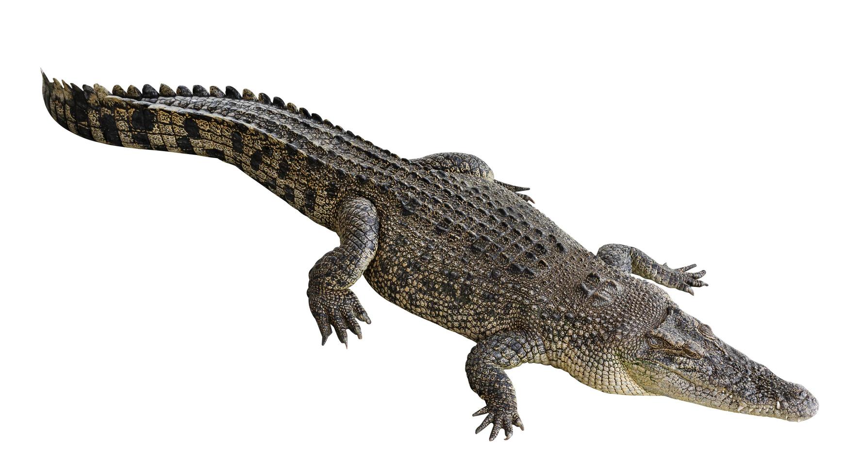 Saltwater crocodile isolated on white background with clipping path photo