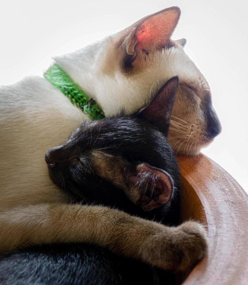 White mother cat sleeping hugging a black kitten photo