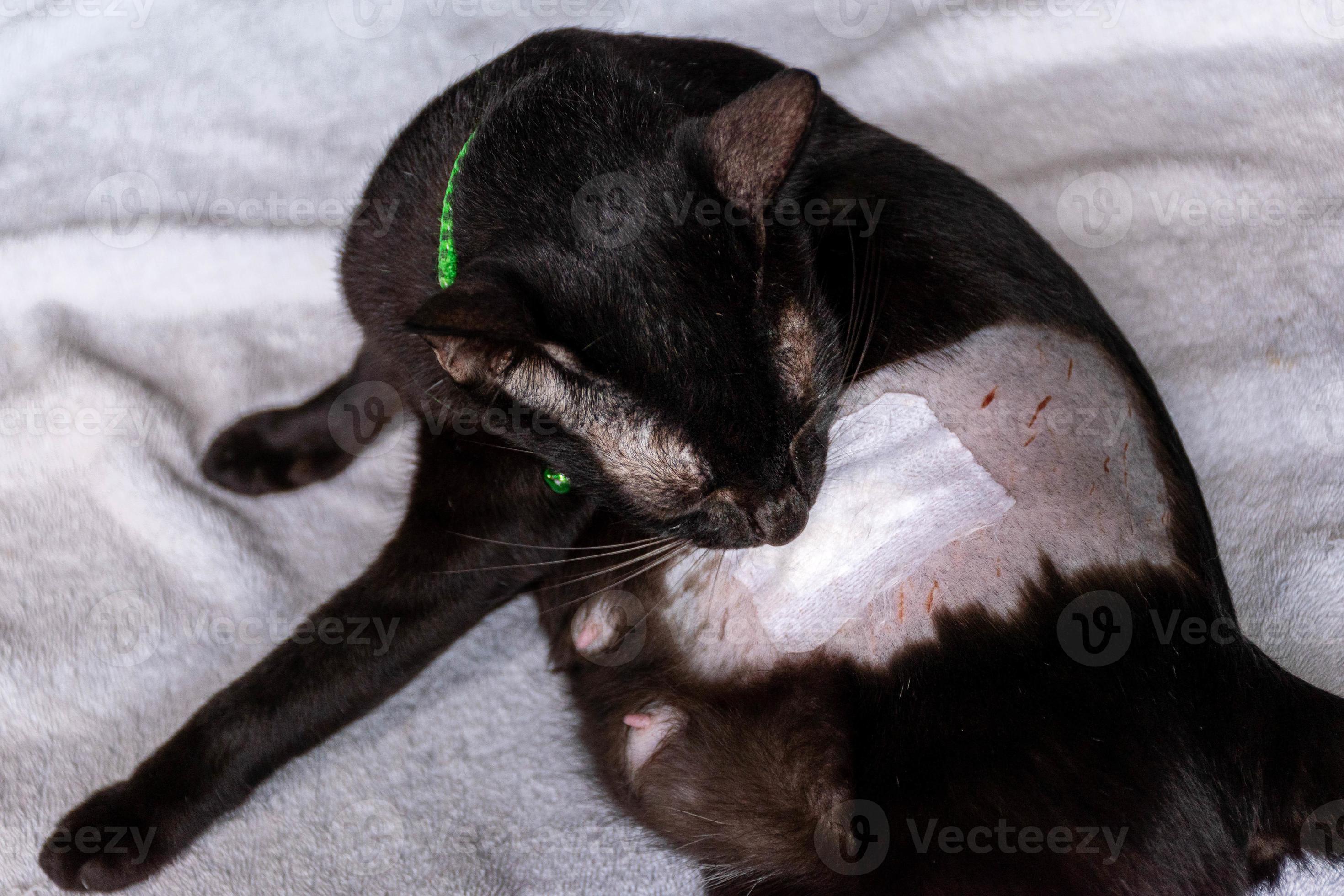 Black cat licking wound from neutering 16561499 Stock Photo at Vecteezy