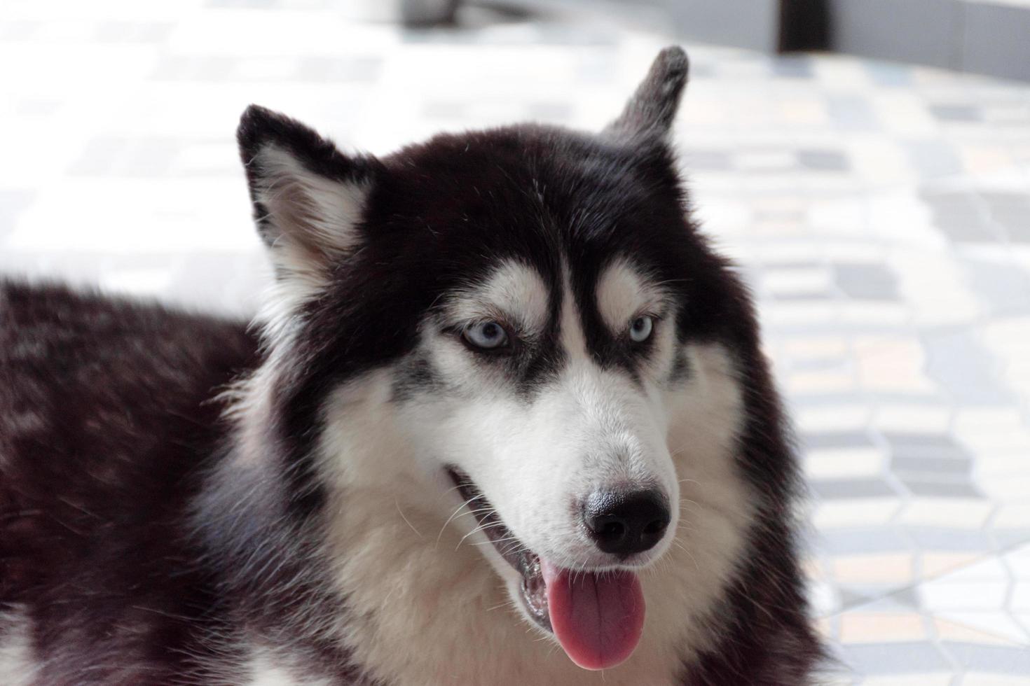 Portrait of siberian Husky dog photo