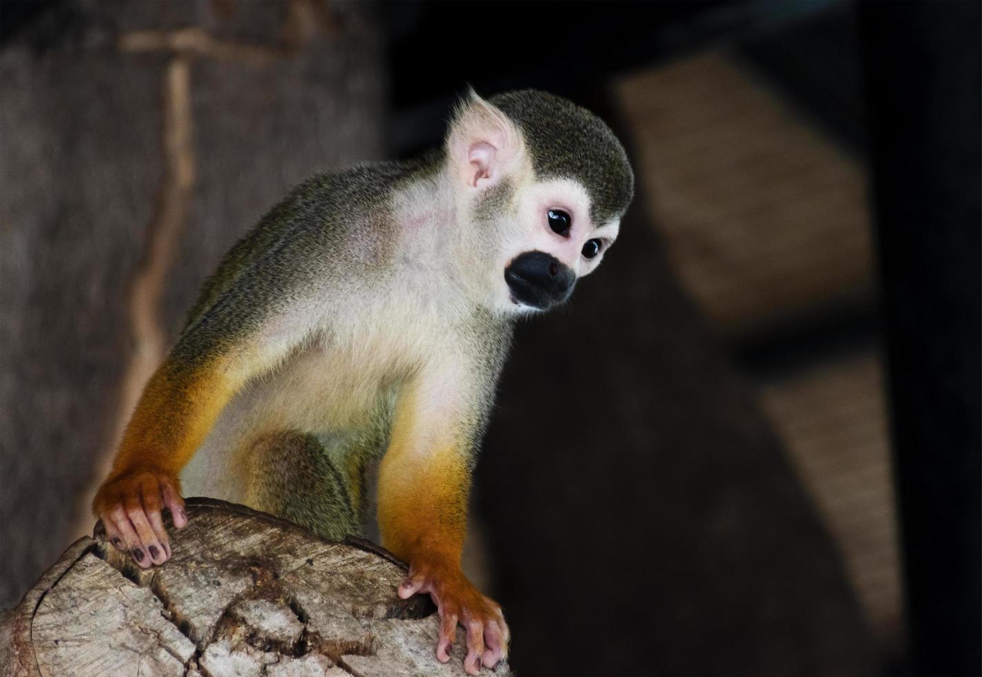 Portrait squirrel Monkey in zoo photo