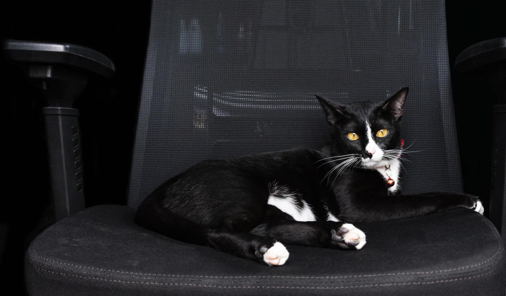 gato negro durmiendo en un sillón negro foto