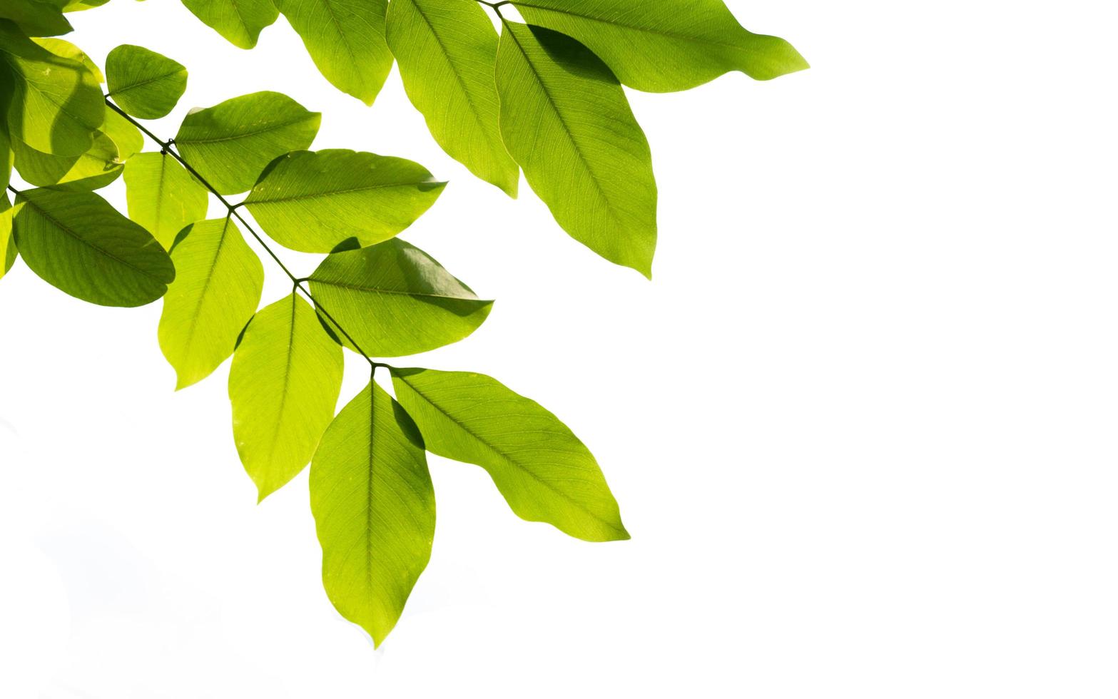 leaf white background photo
