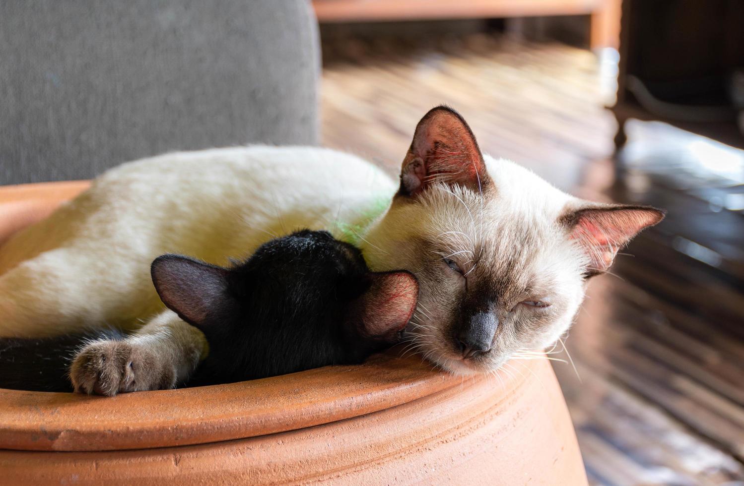 White mother cat sleeping hugging a black kitten photo