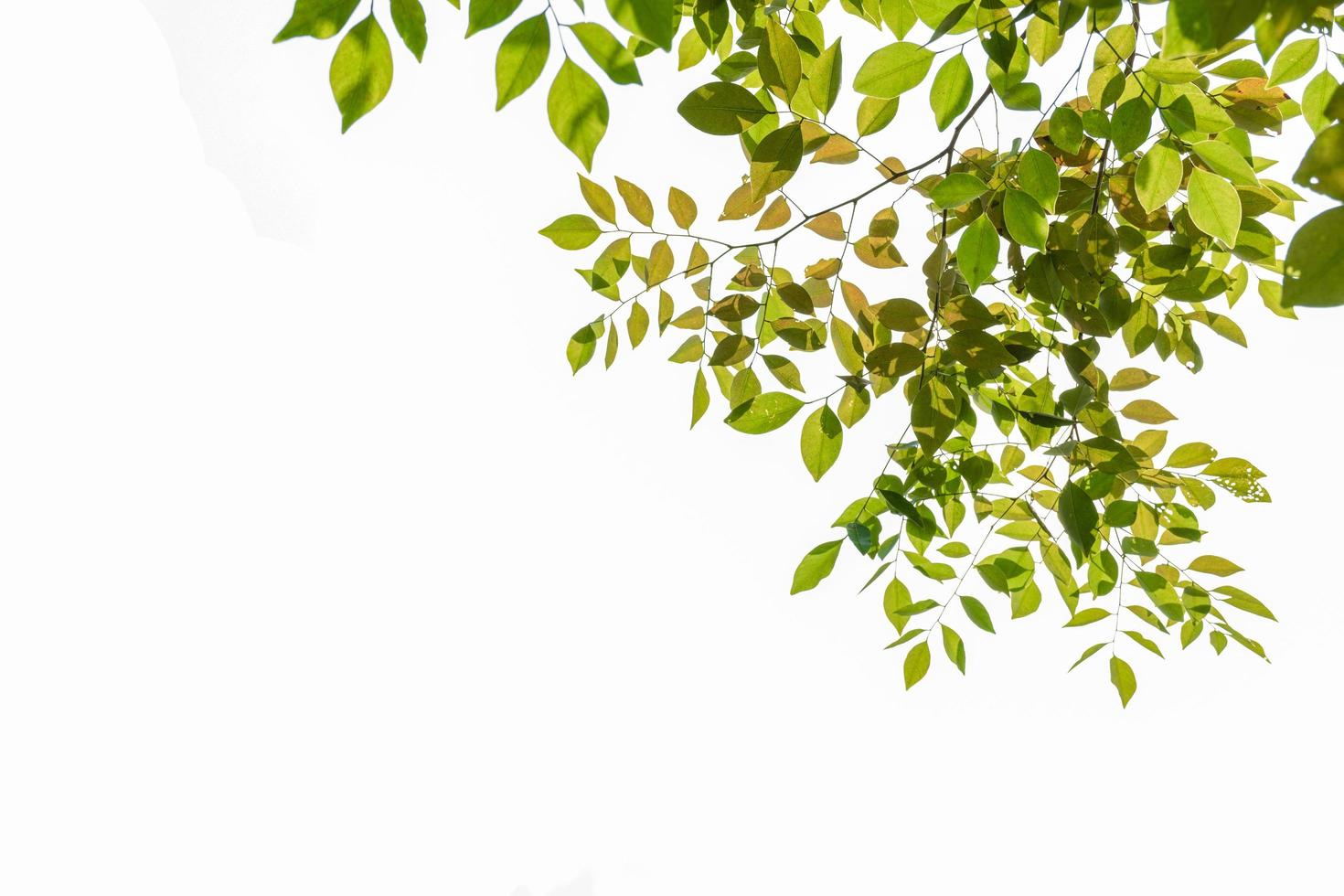leaf white background photo
