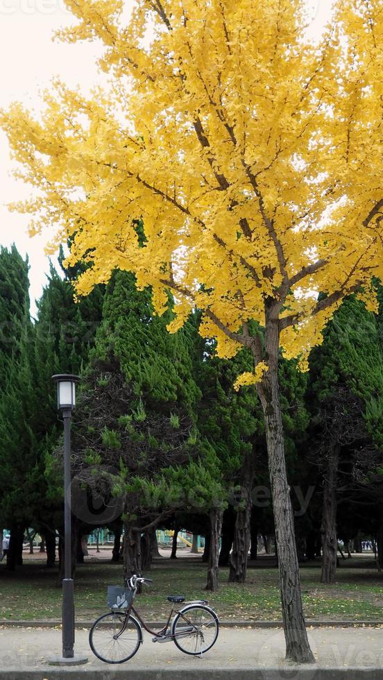 Yellow leaf tree in autumn and little old bicycle. photo
