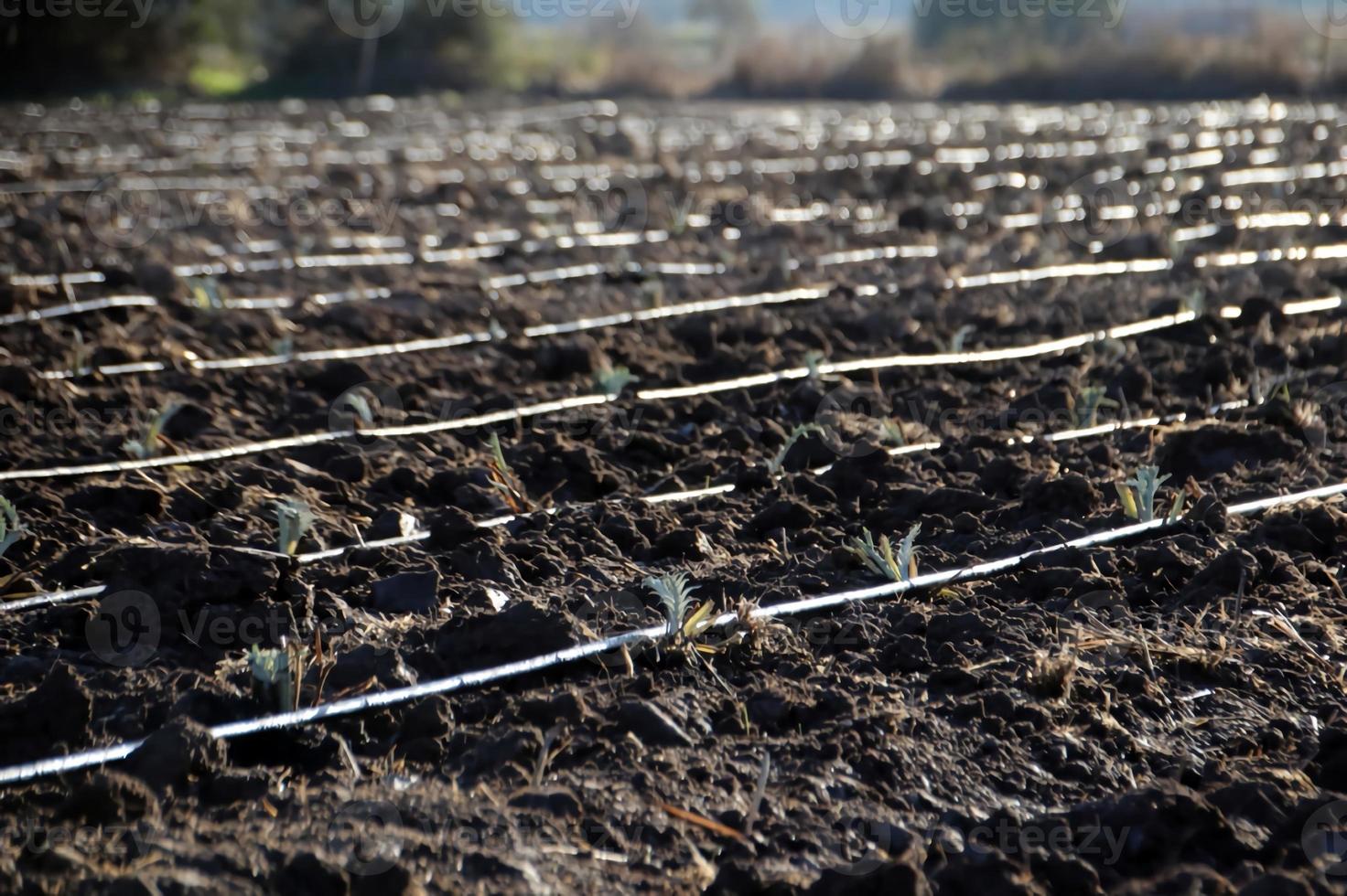 Detail of planting with drip irrigation photo