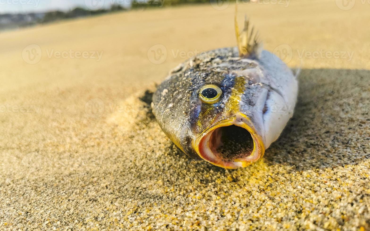 Dead fish washed up on beach lying on sand Mexico. photo