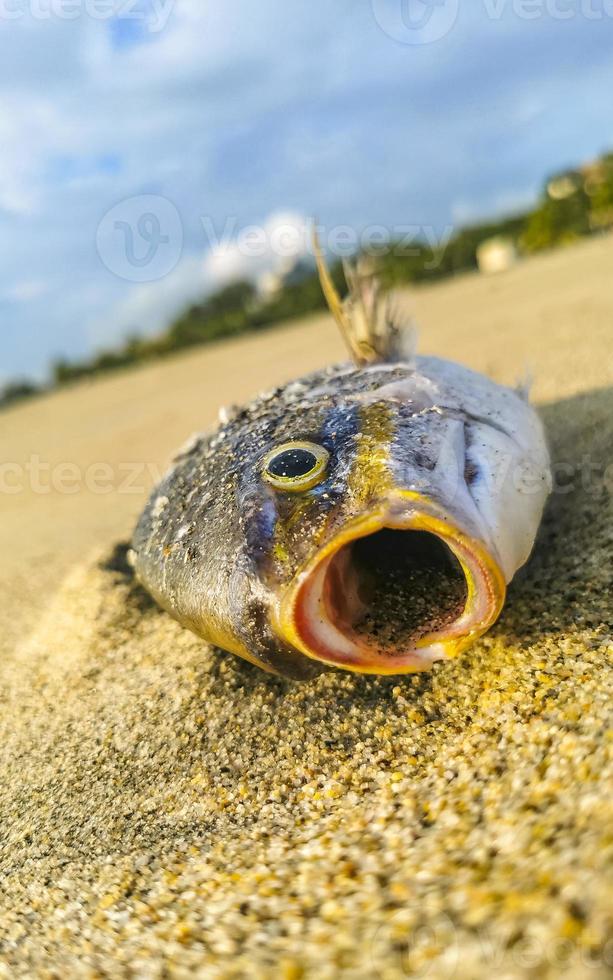 peces muertos arrastrados hasta la playa tirados en la arena méxico. foto