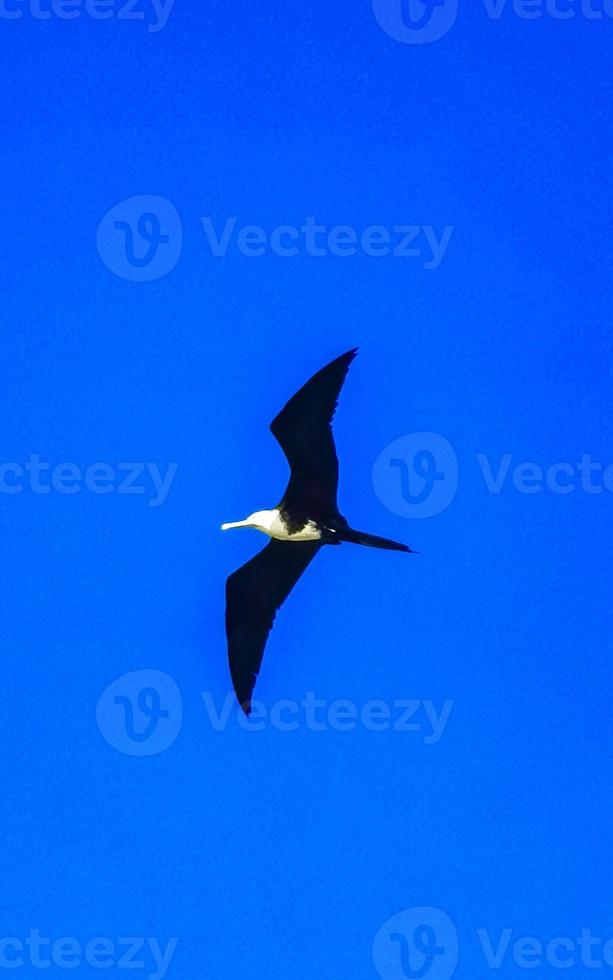 Fregat birds flock fly blue sky background Puerto Escondido Mexico. photo