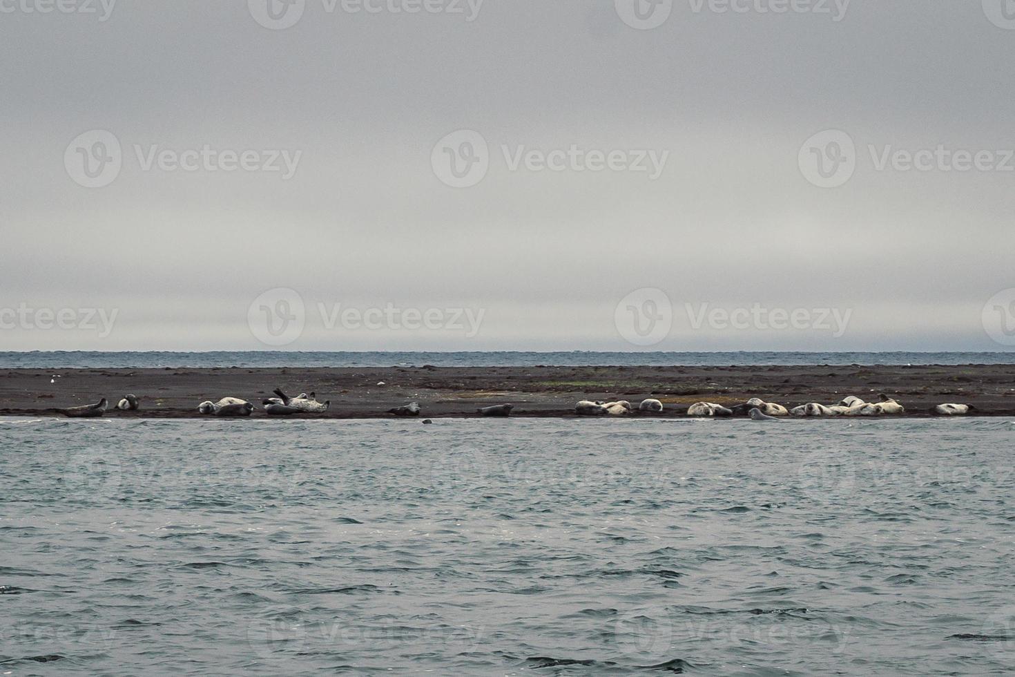 Flock of seals on sea beach landscape photo