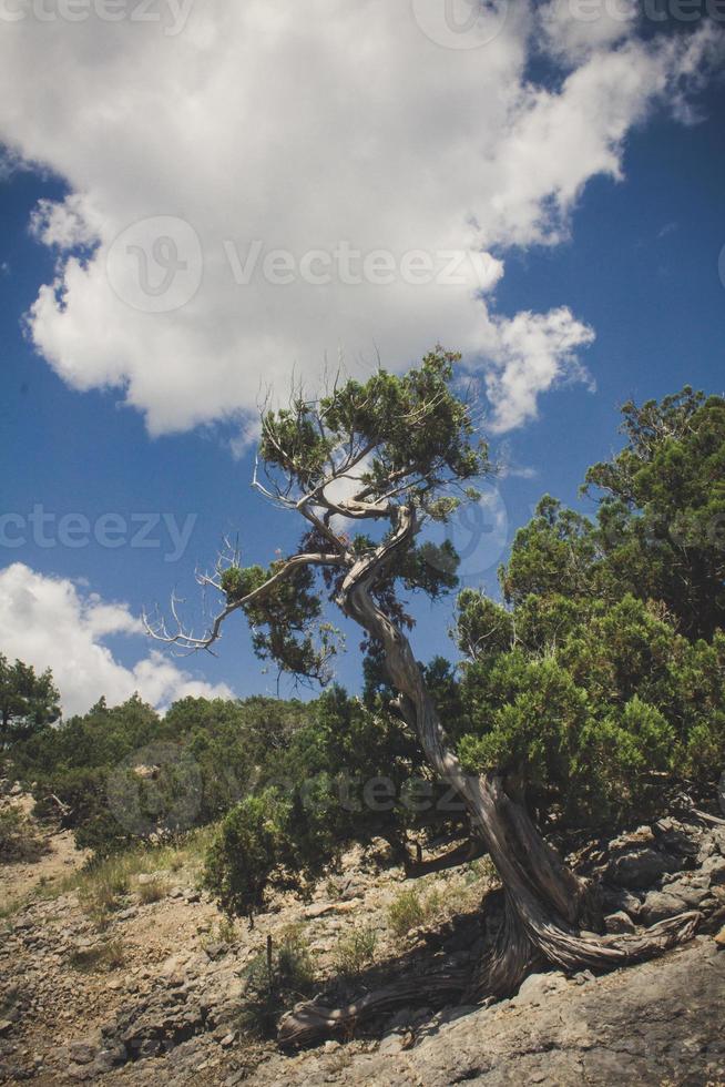 Fir tree on mountain slope landscape photo