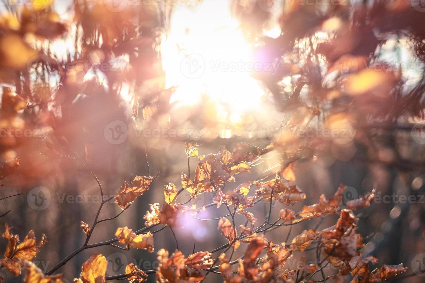 Close up tree with dry leaves in autumn park concept photo