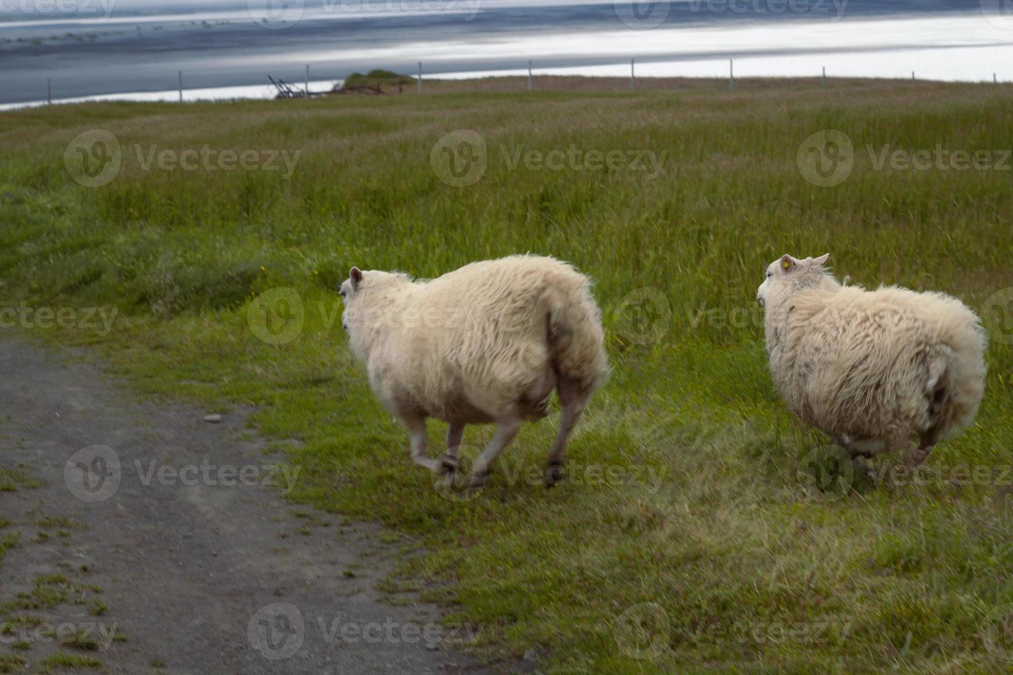 ovejas blancas corriendo a lo largo de la foto del paisaje del campo