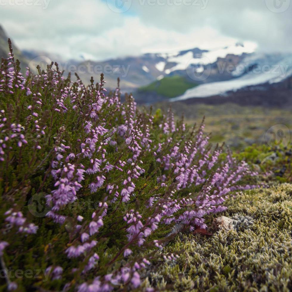 Close up blooming heather on field concept photo