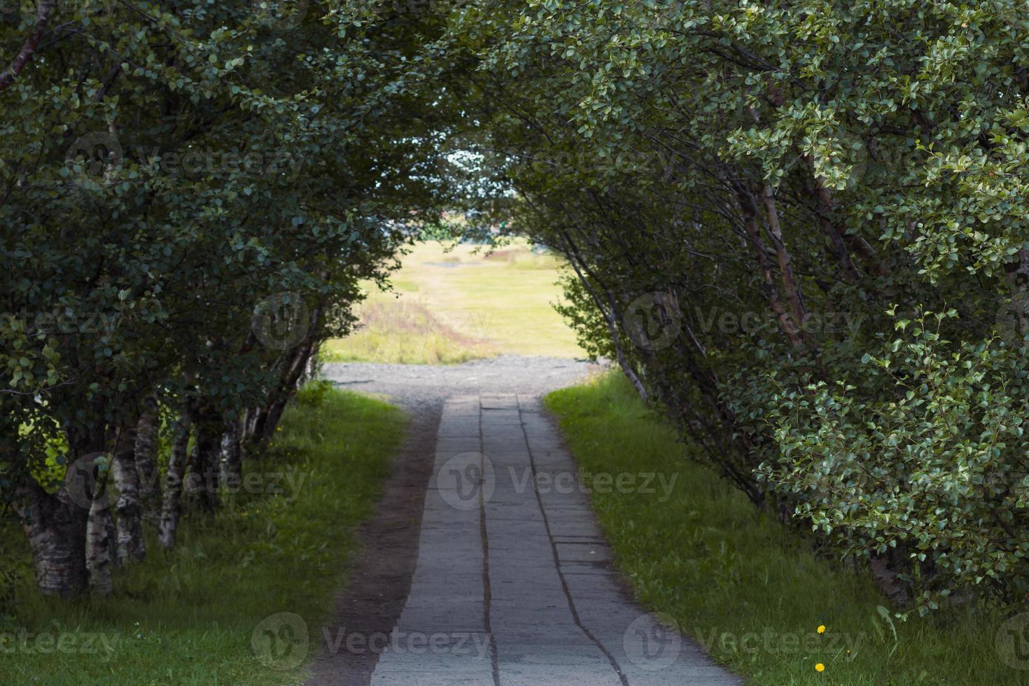 Birch tunnel with road in park landscape photo