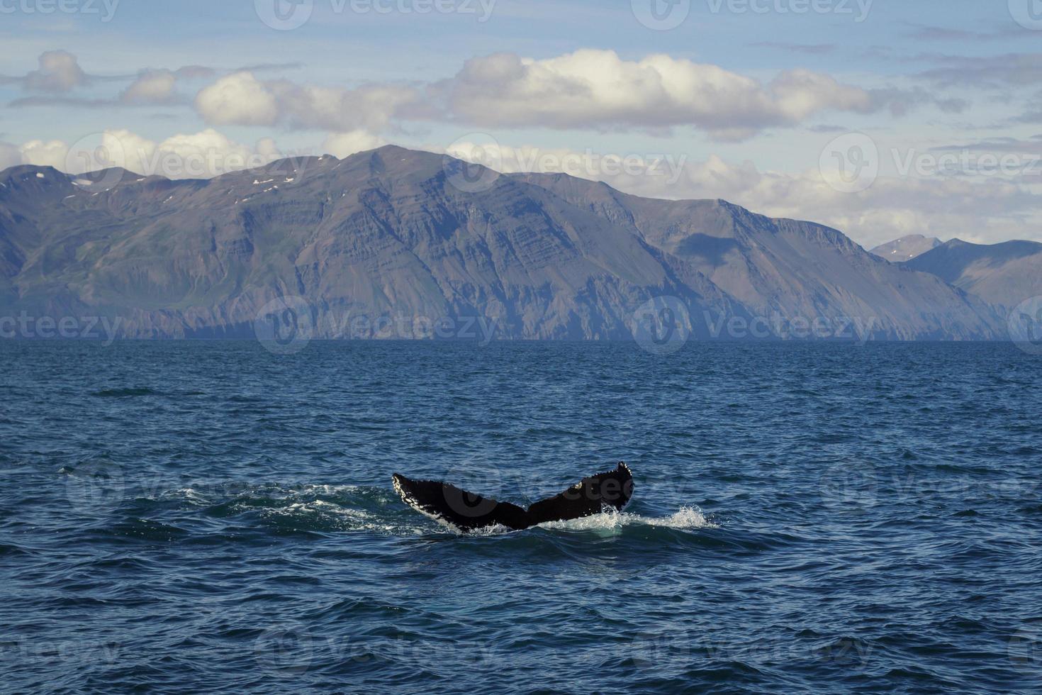 Killer whale tail in ocean water landscape photo