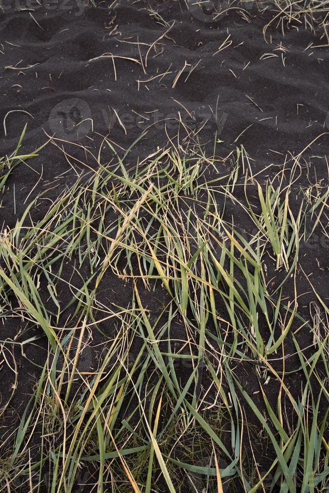 Close up grass on black ground concept photo