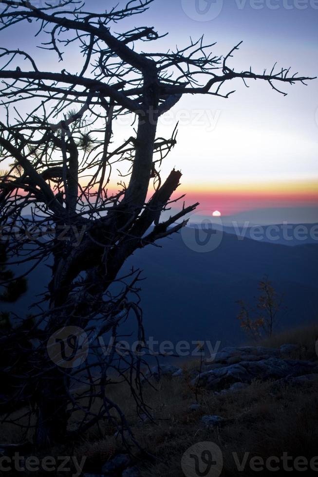 Dry fir tree silhouette on mountain landscape photo