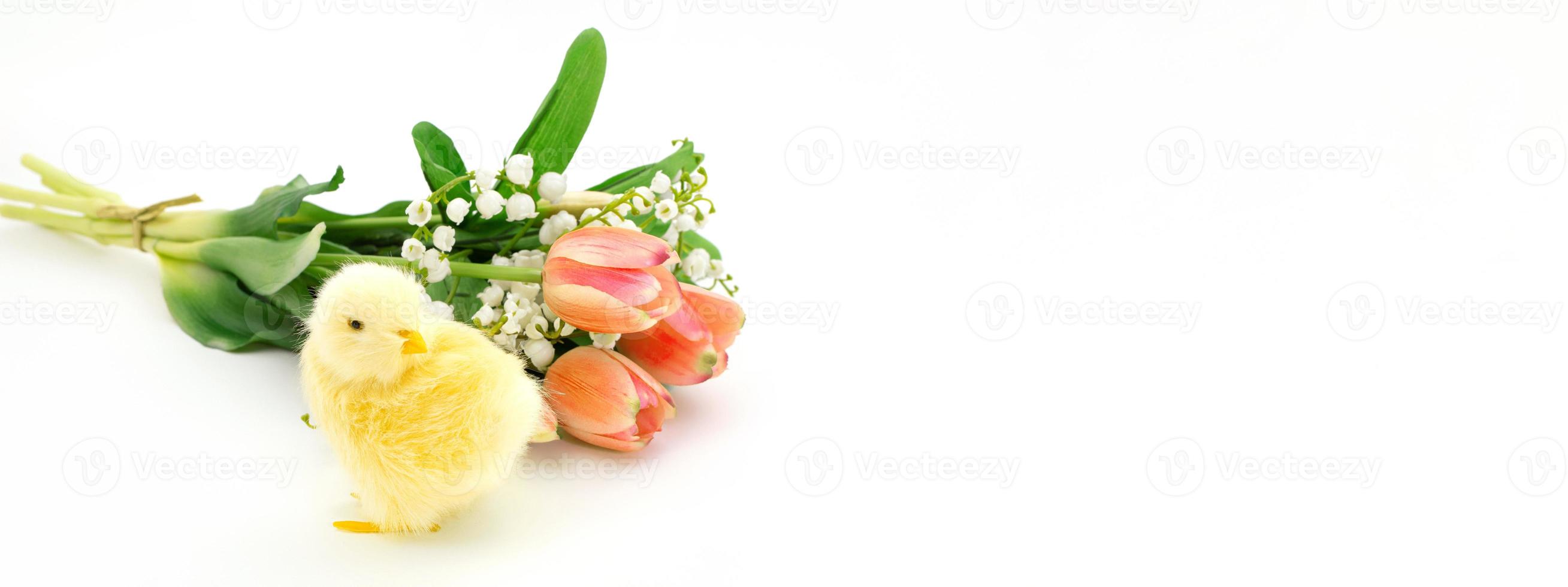 Banner. Yellow chicken with bouquet of orange tulips on white background with space for text. Easter concept, birthday, Mother's day. Copy space photo