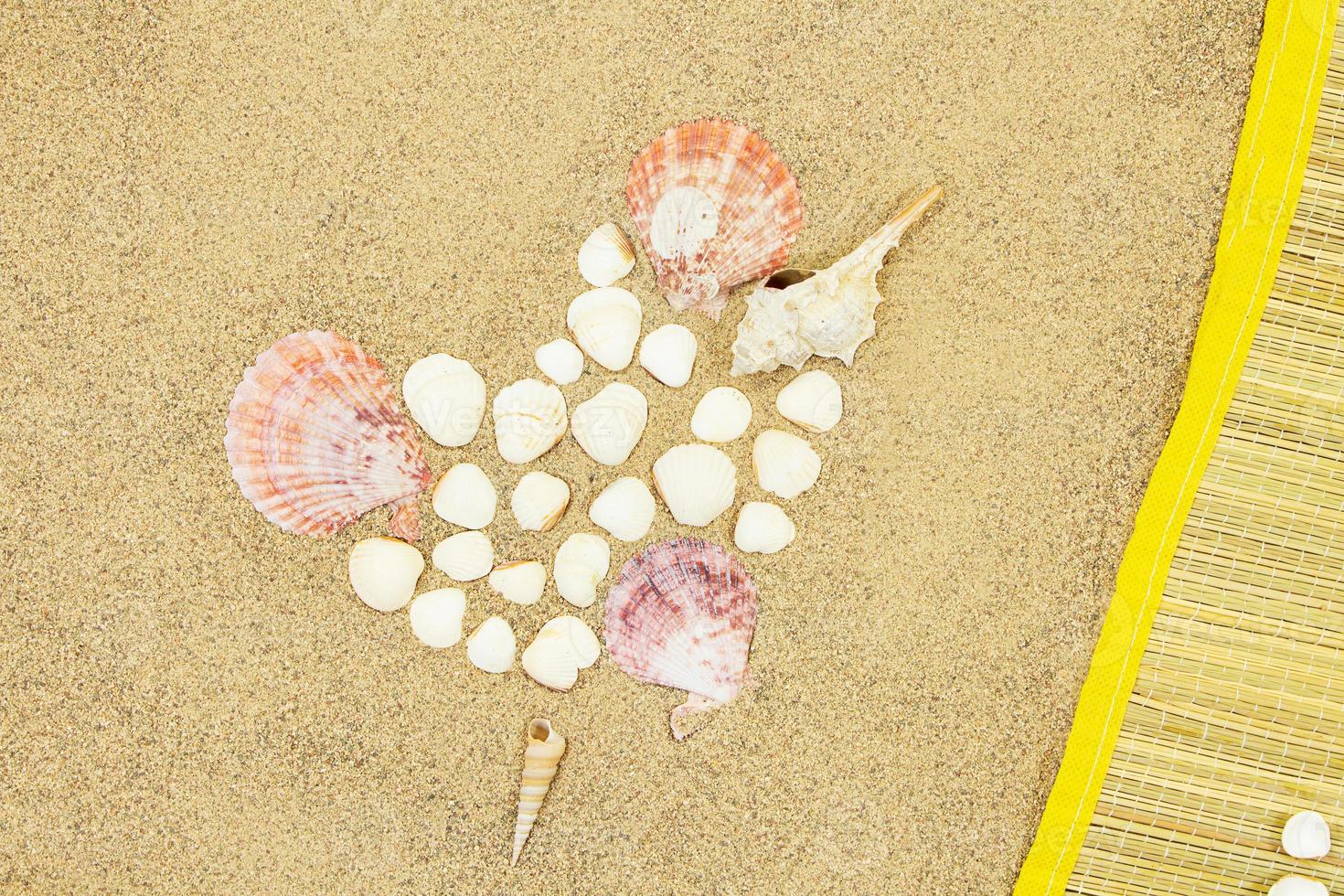 Heart of conch and white shells, straw lounger on sand. Valentine's day, travel, vacation photo