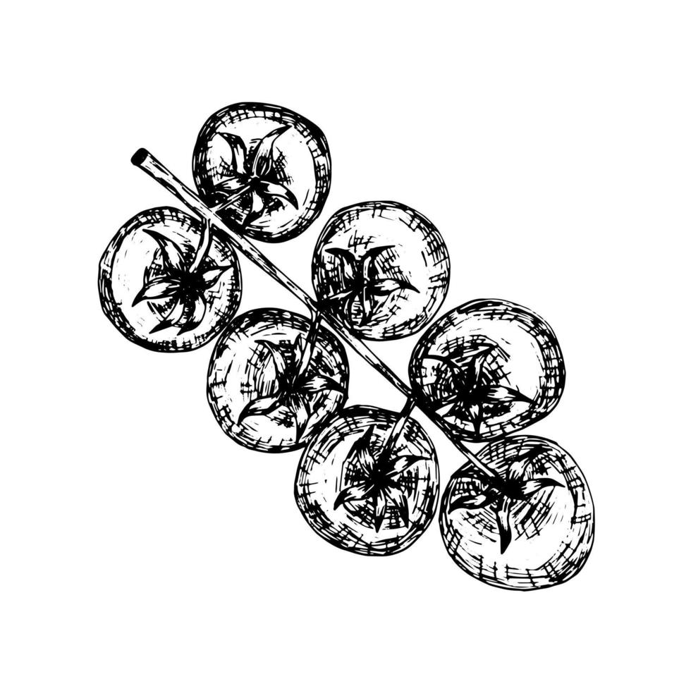 Cherry tomato vector graphic sketch. Hand drawn tomato branch isolated