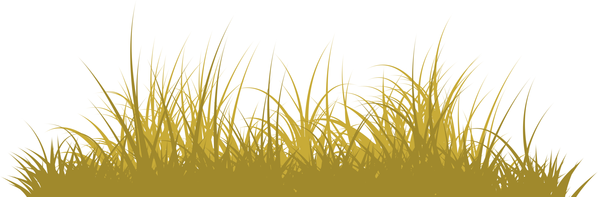 grass png. wild grass isolated png