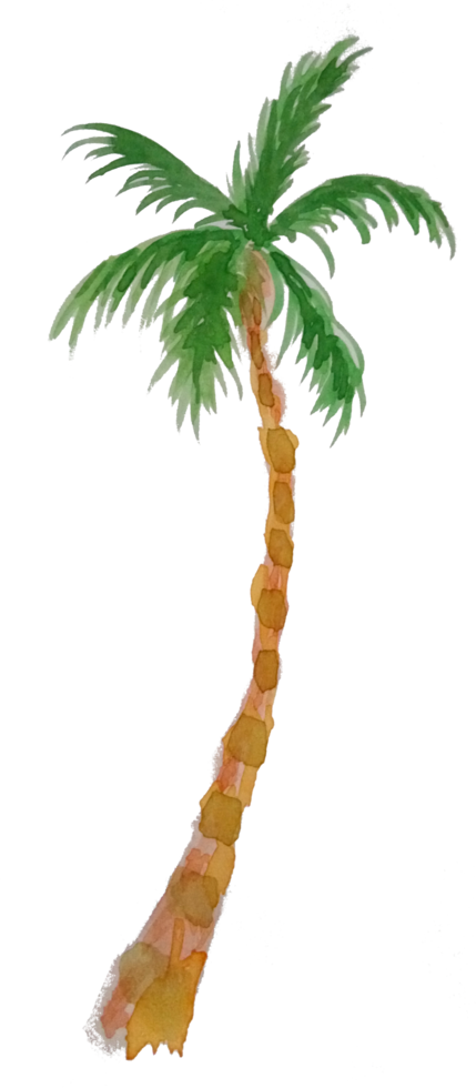 watercolor palm tree png