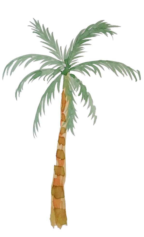 waterverf palm boom PNG