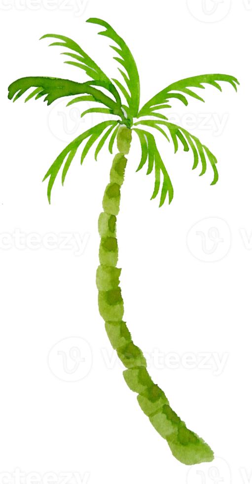 watercolor palm tree png